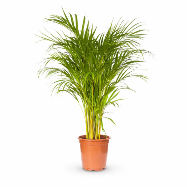 Areca Palme